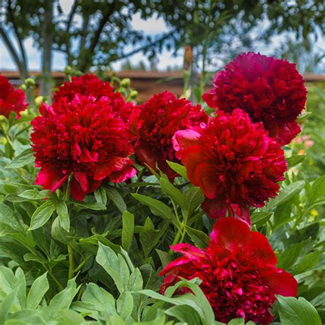 The Cultural Significance of Peony Red Magic in Korean Traditions